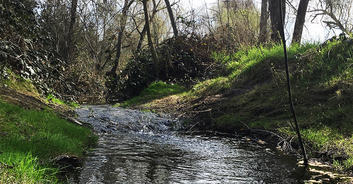Stream in Woodland