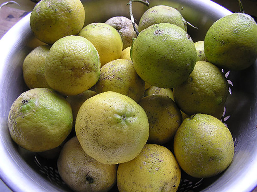 image showing lemons in a colander